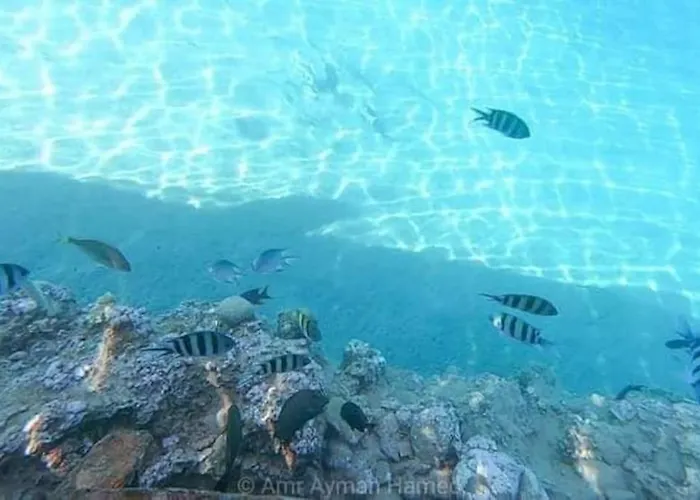 Snorkeling Paradise 5 Star Stella Makadi * הורגהדה