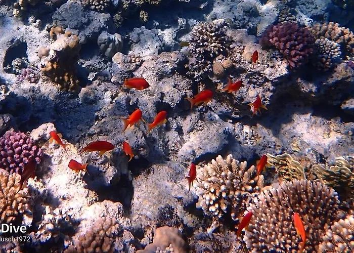 Snorkeling Paradise 5 Star Stella Makadi *