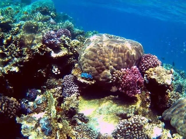 Snorkeling Paradise 5 Star Stella Makadi הורגהדה